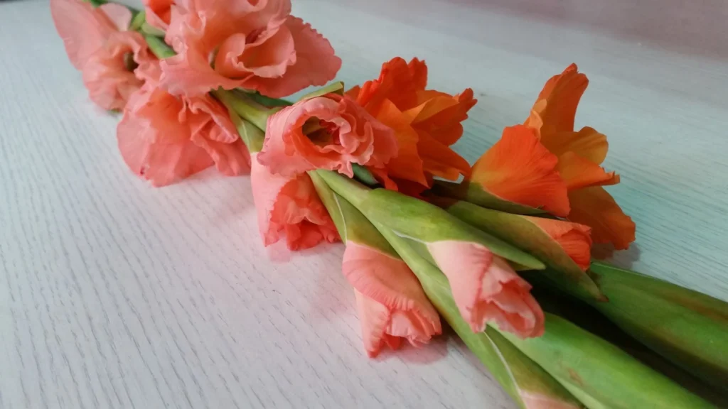 Cupido Flowers