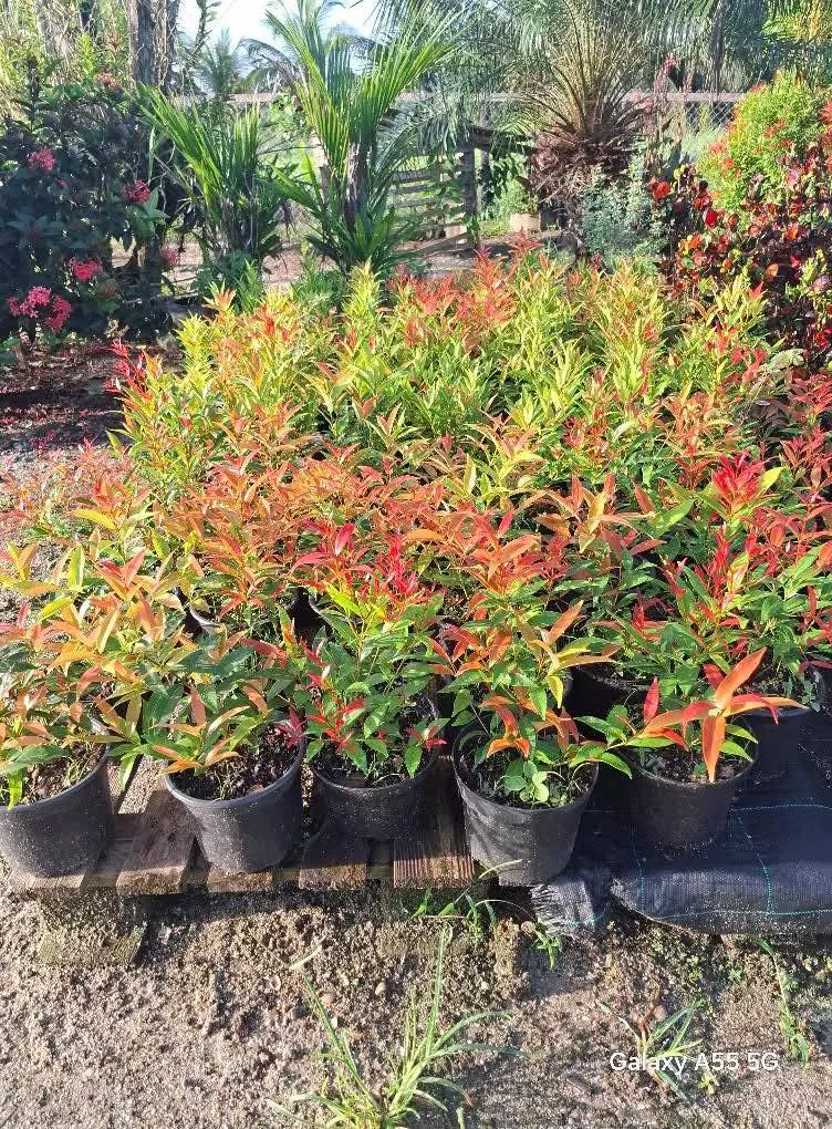 Aroena's Plantjes v1