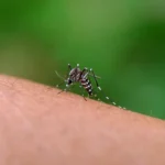 Volksgezondheidsautoriteiten bevestigen chikungunya‑gevallen in Suriname - Image 02 (January 21, 2026)