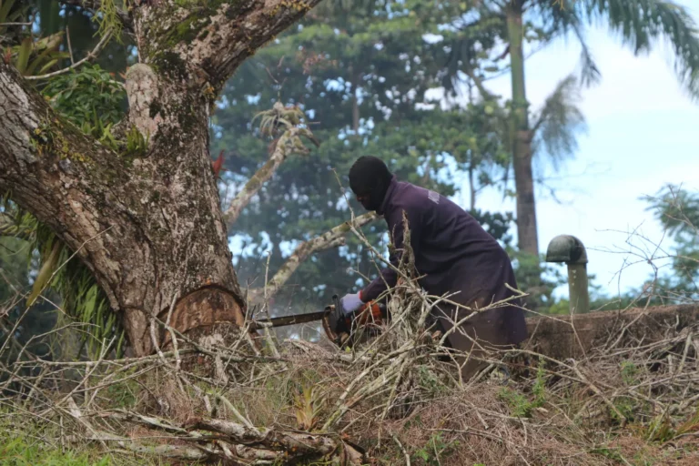 Opruim- en onderhoudswerkzaamheden in volle gang bij Openluchtmuseum Fort Nieuw Amsterdam - Image 03 (January 16, 2026)