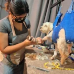 Fifi’s Doggy Day Care - Image 01 (May 15, 2026)
